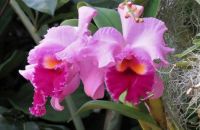 Orchid Show - 7