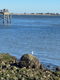 Seagull by the Seashore Feb 2022