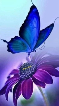 Blue Butterfly, Purple daisy