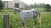 arab race horse