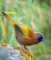 Chestnut-crowned Laughing-thrush