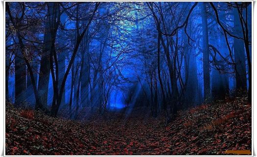 Night Sets In The Enchanted Forrest