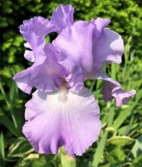 A Lavender Lovely (large)