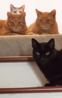 4 cats at top of stairs