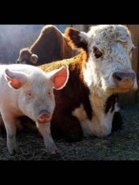 Pig Cow