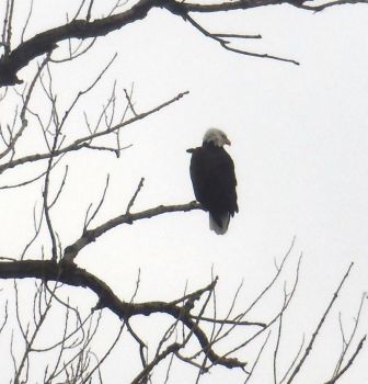 bald eagle in winter