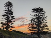 Pines