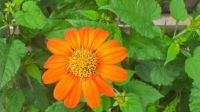 Flor Naranja de mi jardín