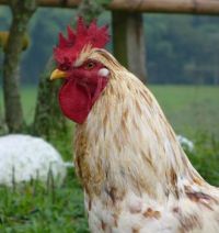 Gallo