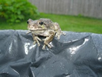 Tree frog visits the rain barrel