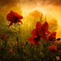 Red Poppies in Golden Light