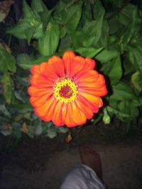 Tim's Orange Flower