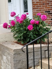 Peonies from my husband's walk today