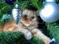 cats and xmas trees video check out the link