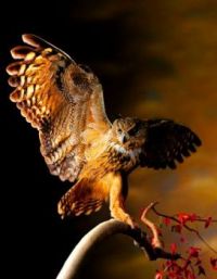 Owl in flight