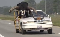 Bull in Car