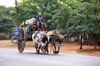 Paraguayan Ox Cart