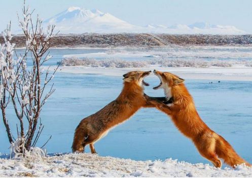 Two Foxes sparring in Alaska