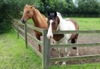 Two lovely horses