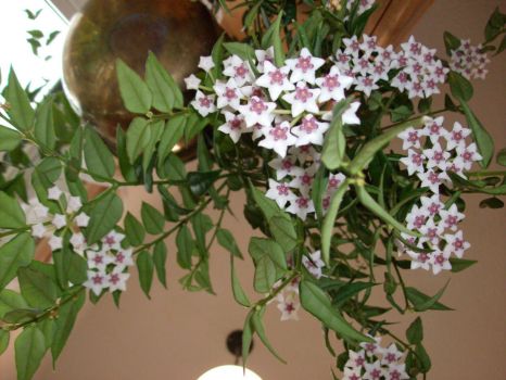 pretty pink star flowers