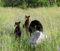 Bears at Waterton Lakes NP
