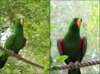 Mango the Eclectus Parrot