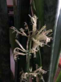 Mother in Law's Tongue (SnakePlant) bloom.