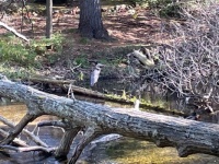 Heron in Crystal river #2