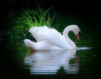 Swan
