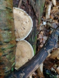 Daedaleopsis_confragosa_147780314
