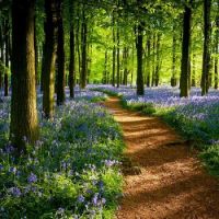 Path through blue flowers