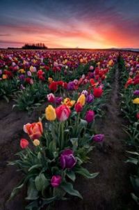 Tulip Beauty 