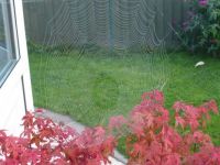 Autumn spider's web