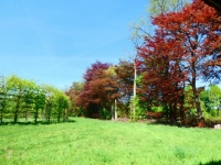 On one side an arch of green Lime trees. On the other side old red beeches (and a few green ones)
