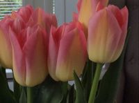 Tulpen uit Lemmer ( inpl. van Amsterdam)