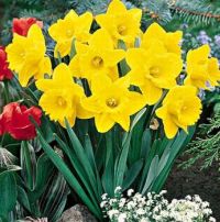 daffodils...my #2 fav.