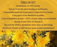 Dandelion Facts