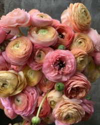 pink flowers