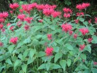 Monarda2