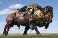 buffalo