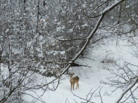 Deer in the glen