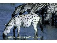 When zebras fall in love