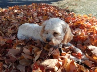 Jorjee likes leaves!