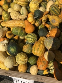 gourds