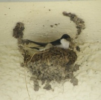 Housemartins 1