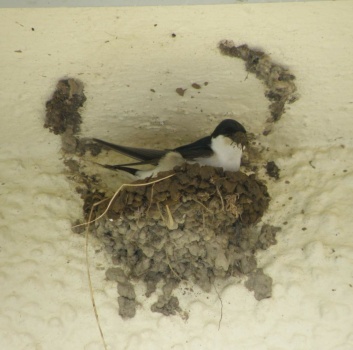 Housemartins 1