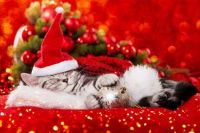 Waiting for Santa..."I'm soooo sleepy."