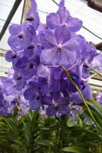 Orkide fra Thailand