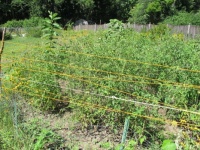 My yarn fence