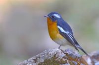 Mugimaki Flycatcher by Sheau Torng Lim
